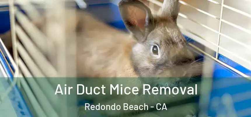  Air Duct Mice Removal Redondo Beach - CA
